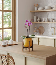 Load image into Gallery viewer, Mustard stand:walnut
