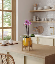 Load image into Gallery viewer, Mustard stand:bamboo