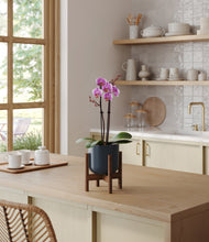 Load image into Gallery viewer, Iron Gray stand:walnut