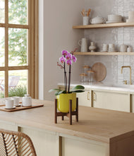 Load image into Gallery viewer, Key Lime Yellow stand:walnut