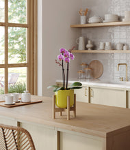 Load image into Gallery viewer, Key Lime Yellow stand:bamboo