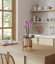 Load image into Gallery viewer, Sandy Pink stand:bamboo