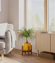 Load image into Gallery viewer, Mustard stand:walnut