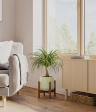 Load image into Gallery viewer, Turquoise stand:walnut