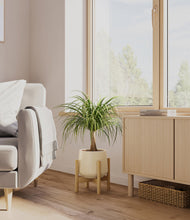 Load image into Gallery viewer, Almond Green stand:bamboo