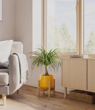 Load image into Gallery viewer, Mustard stand:bamboo