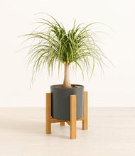 Load image into Gallery viewer, Dark Olive stand:light