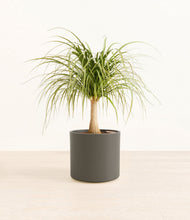 Load image into Gallery viewer, Dark Olive*****Profile