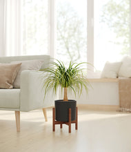 Load image into Gallery viewer, Black stand:walnut