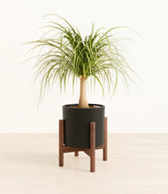 Load image into Gallery viewer, Black stand:walnut