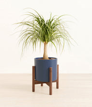 Load image into Gallery viewer, Deep Navy stand:walnut