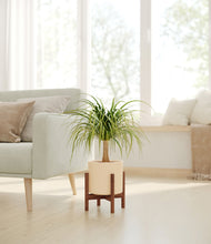 Load image into Gallery viewer, Cream stand:walnut