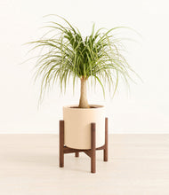 Load image into Gallery viewer, Cream stand:walnut