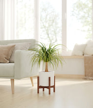 Load image into Gallery viewer, White stand:walnut