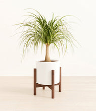 Load image into Gallery viewer, White stand:walnut