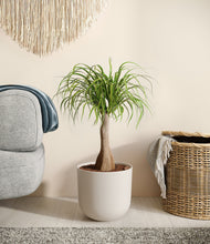 Load image into Gallery viewer, Natural Bamboo