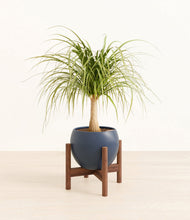 Load image into Gallery viewer, Deep Navy stand:walnut