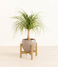 Load image into Gallery viewer, Desert Brown stand:bamboo