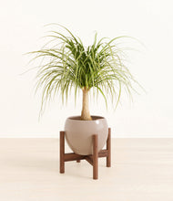 Load image into Gallery viewer, Desert Brown stand:walnut