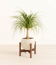 Load image into Gallery viewer, Shiny EggWhite stand:walnut