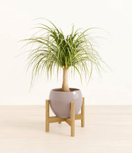 Load image into Gallery viewer, Winter Clouds stand:bamboo