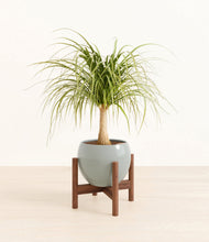 Load image into Gallery viewer, Deep Ocean stand:walnut