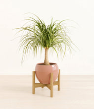 Load image into Gallery viewer, Calm Rose stand:bamboo