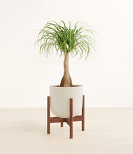 Load image into Gallery viewer, Natural Bamboo stand:walnut