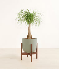 Load image into Gallery viewer, Sage Green stand:walnut