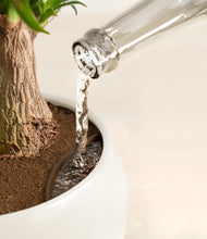 Load image into Gallery viewer, Shiny EggWhite stand:all