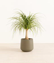 Load image into Gallery viewer, Olive*****Profile