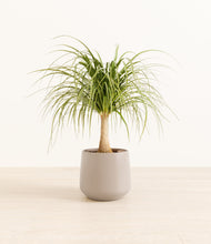 Load image into Gallery viewer, Eternal Gray*****Profile