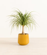 Load image into Gallery viewer, Mustard*****Profile