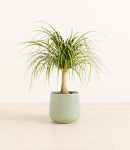 Load image into Gallery viewer, Turquoise*****Profile