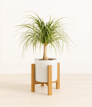 Load image into Gallery viewer, White stand:light