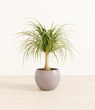 Load image into Gallery viewer, Winter Clouds*****Profile