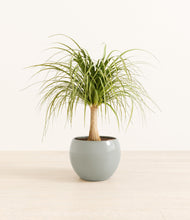 Load image into Gallery viewer, Deep Ocean*****Profile