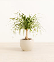 Load image into Gallery viewer, Shiny EggWhite*****Profile