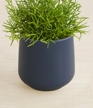 Load image into Gallery viewer, Deep Navy stand:all