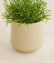 Load image into Gallery viewer, Almond Green stand:all