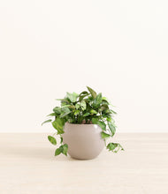 Load image into Gallery viewer, Desert Brown*****Profile