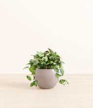 Load image into Gallery viewer, Winter Clouds*****Profile