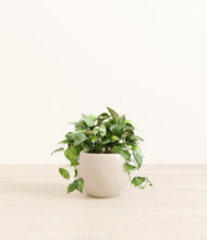 Load image into Gallery viewer, Shiny EggWhite*****Profile