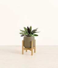 Load image into Gallery viewer, Olive stand:bamboo