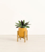 Load image into Gallery viewer, Mustard stand:bamboo