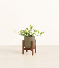 Load image into Gallery viewer, Olive stand:walnut