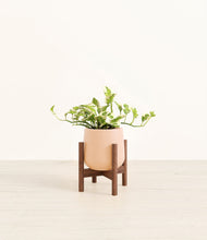 Load image into Gallery viewer, Gentle Pink stand:walnut