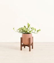 Load image into Gallery viewer, Calm Rose stand:walnut