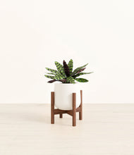 Load image into Gallery viewer, White stand:walnut