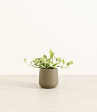 Load image into Gallery viewer, Olive*****Profile